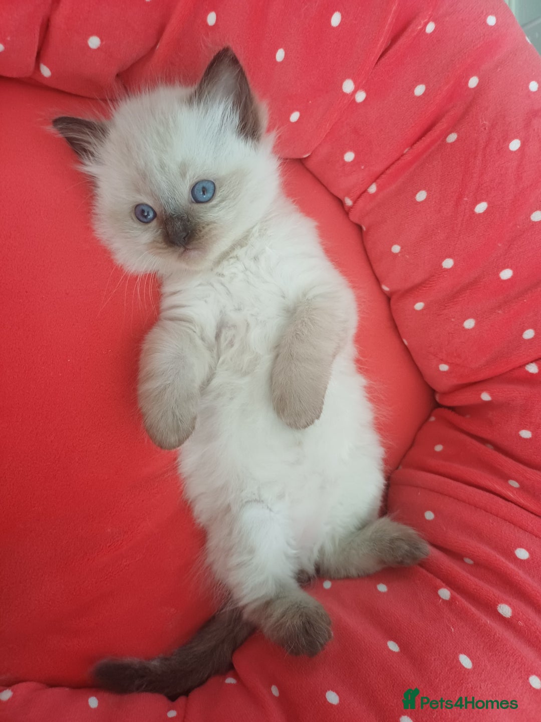Ragdoll cats for sale: Ragdoll Kittens for Sale - Image 12