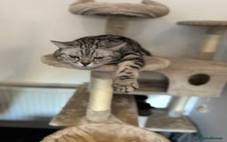 British Shorthair cats for sale: Silver Tabby British Shorthair - Image 5