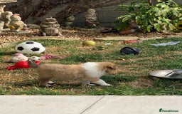 Rough Collie dogs for sale: ROUGH COLLIE  SABLE AND WHITE MALE PUPPIES - Image 21