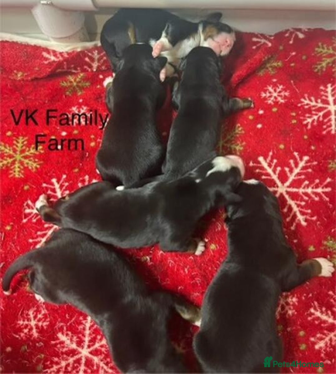 Bernese Mountain Dog dogs for sale: Bernese Mountain Puppies - Image 4