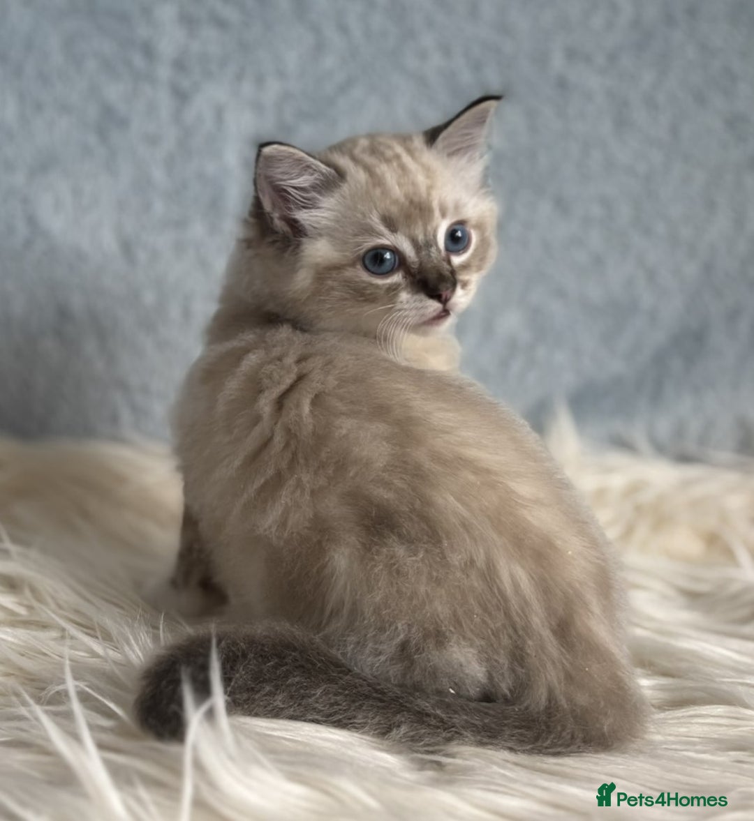 Ragdoll cats for sale: Three beautiful Ragdoll Ready to Leave 20/12/2025  - Advert 22