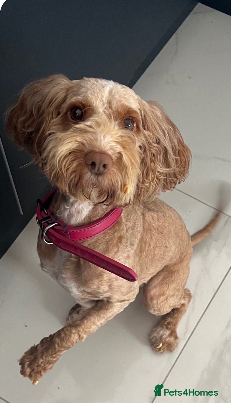 Cockapoo dogs Beautiful red Cockapoo  - Advert 1