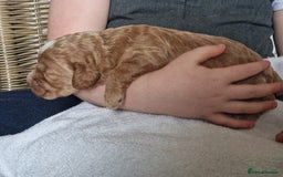 Cockapoo dogs for sale: red sable merle boy left 💜 - Image 3