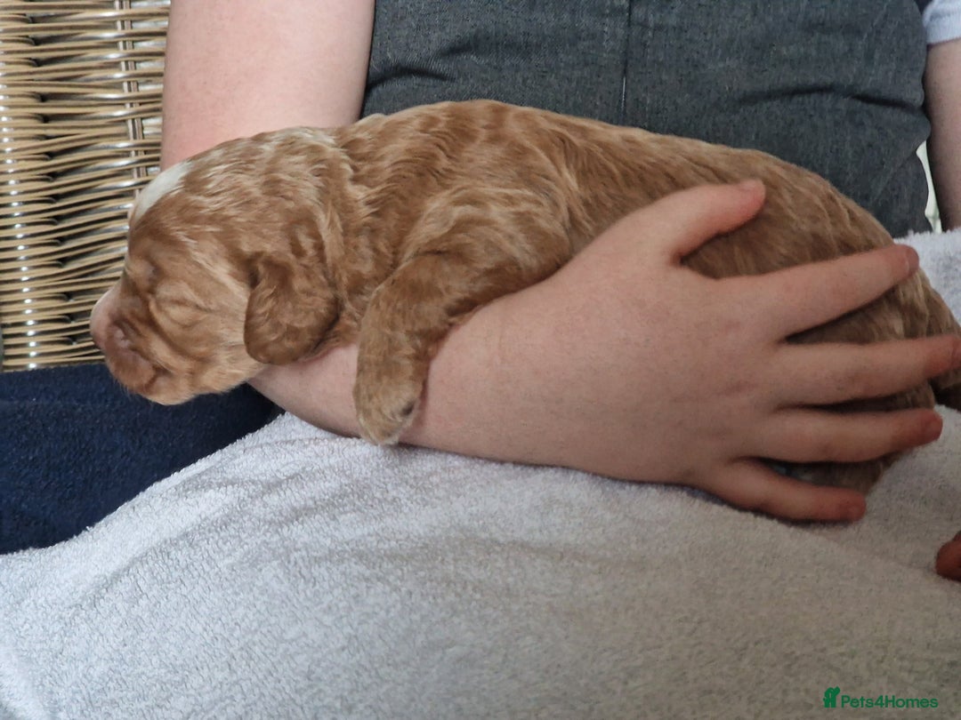 Cockapoo dogs for sale: red sable merle boy left 💜 - Image 3