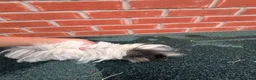 Guinea Pig rodents for sale: Guinea pigs for a new home - Advert 3