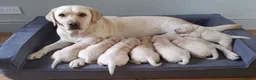 Labrador Retriever dogs for sale: Adorable Labrador Puppies - Advert 8