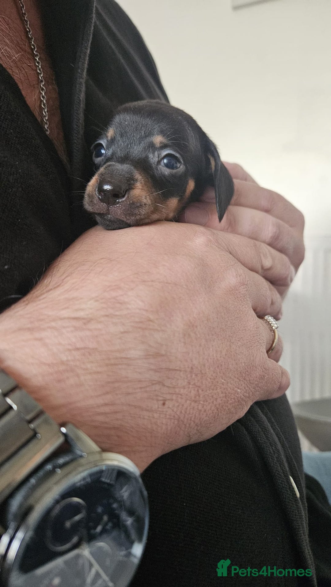 Miniature Dachshund dogs for sale: ❤️ 🐕 Miniature Dachshunds  - Image 22