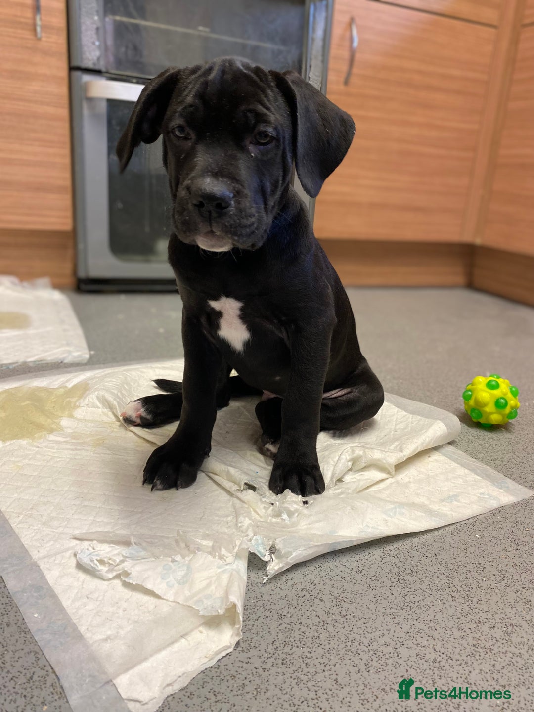 Cane Corso dogs for sale: 🐾 Beautiful Cane Corso Puppies – Ready Soon! 🐾 - Advert 4