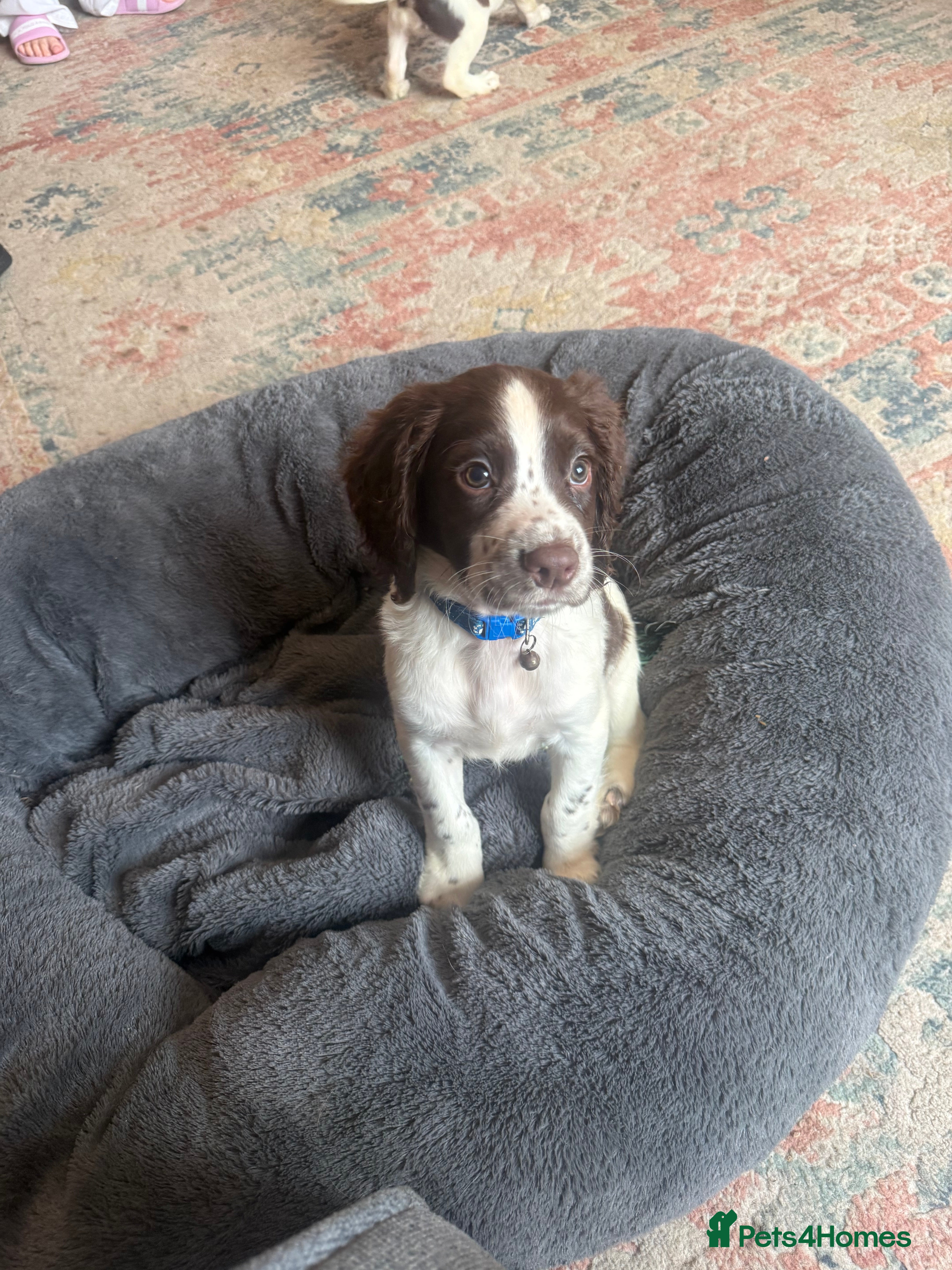 Sprocker dogs F1 sprocker puppies  - Advert 2