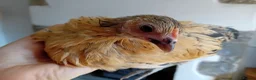 Chickens poultry for sale: Indoor Therapy Serama Hen -  Highly Tame - Advert 23