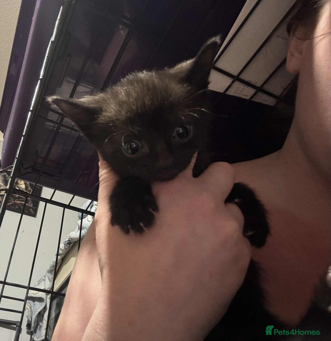 Mixed Breed cats for sale: Mixed kittens for sale  - Image 5