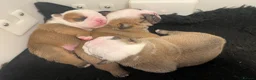 English Bulldog dogs for sale: 🏴󠁧󠁢󠁥󠁮󠁧󠁿 Best of British KC English Bulldogs in Ashington - Advert 26