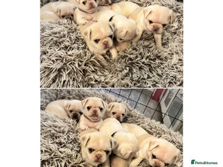 Pug dogs Exotic (chinchila) pug puppies for sale - Advert 1