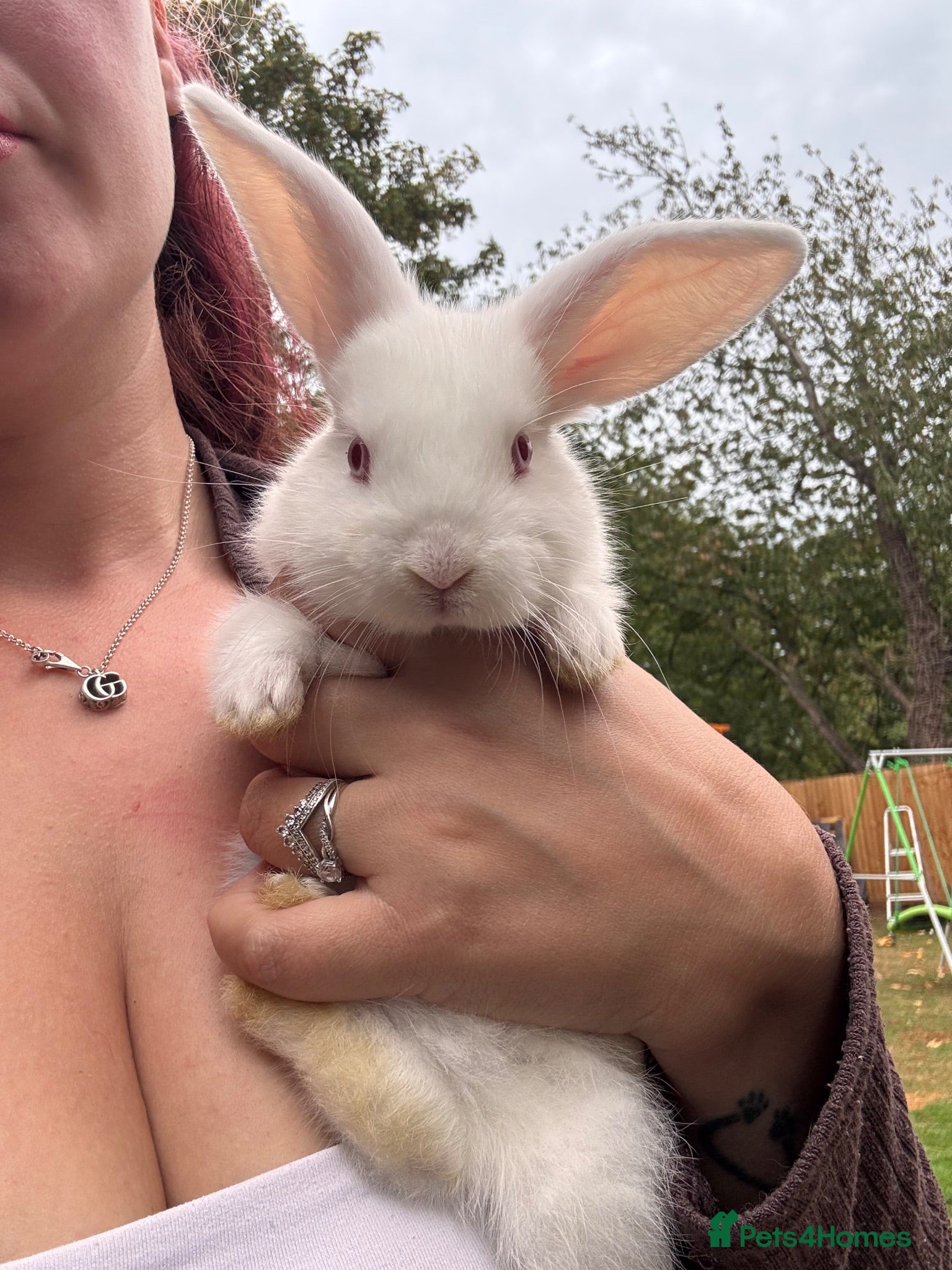 Mini Lion Lop rabbits 4 baby mini lion lops  - Advert 4