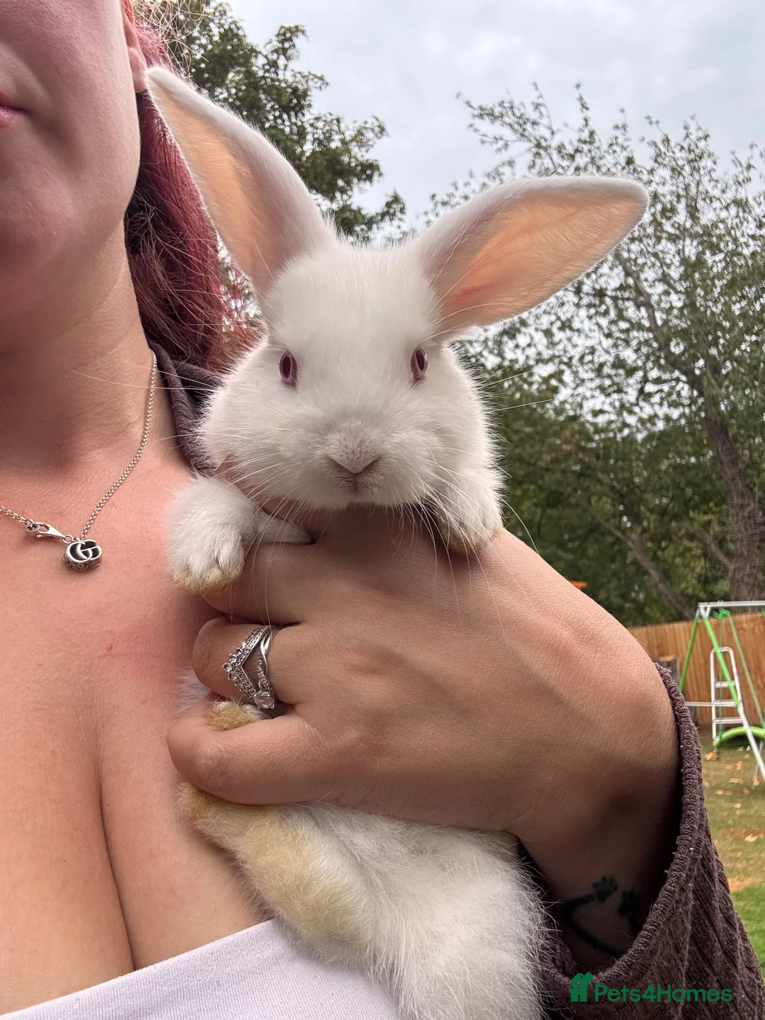 Mini Lion Lop rabbits for sale: 4 baby mini lion lops  - Advert 1