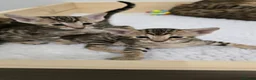 Savannah cats for sale: F8 savannah kittens- TICA registered  - Advert 3
