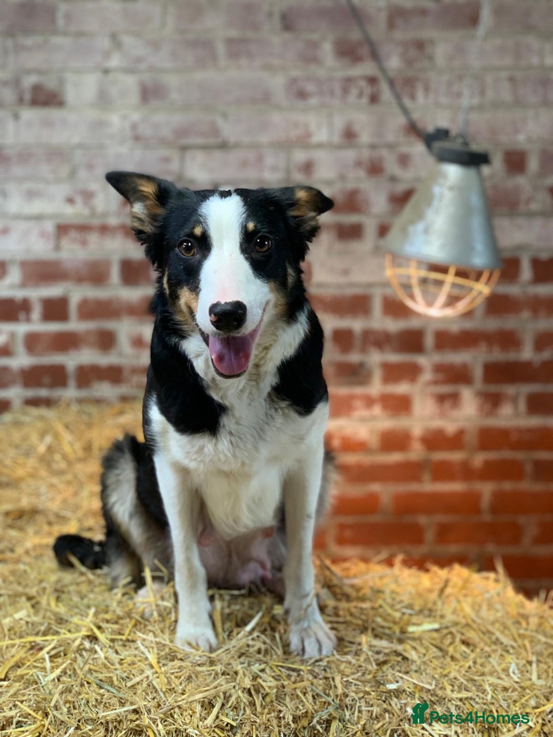 Border Collie dogs for sale: ISDS Border Collie Pups - Advert 18