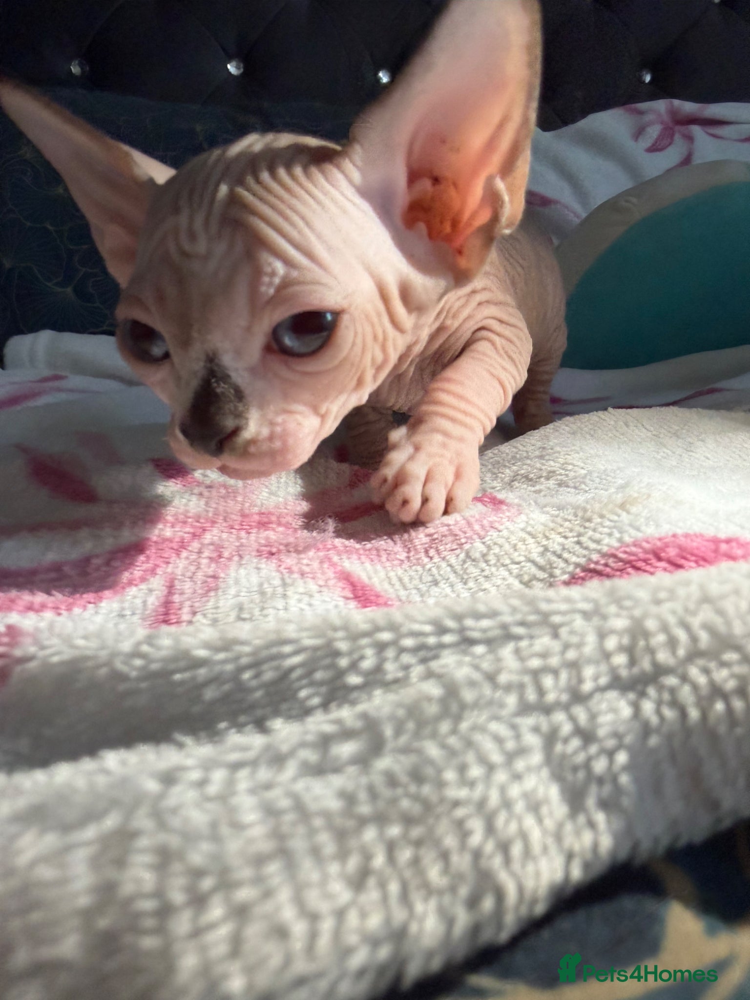 Sphynx cats ✨ Stunning 3 Elf Sphynx Kittens and one streight  - Advert 1
