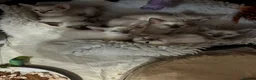 Siamese cats for sale: Healthy beautiful GCCF registered siamese - Advert 11