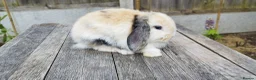 Mini Lop rabbits for sale: Mini Lop bunnies Pure Breed  - Advert 24