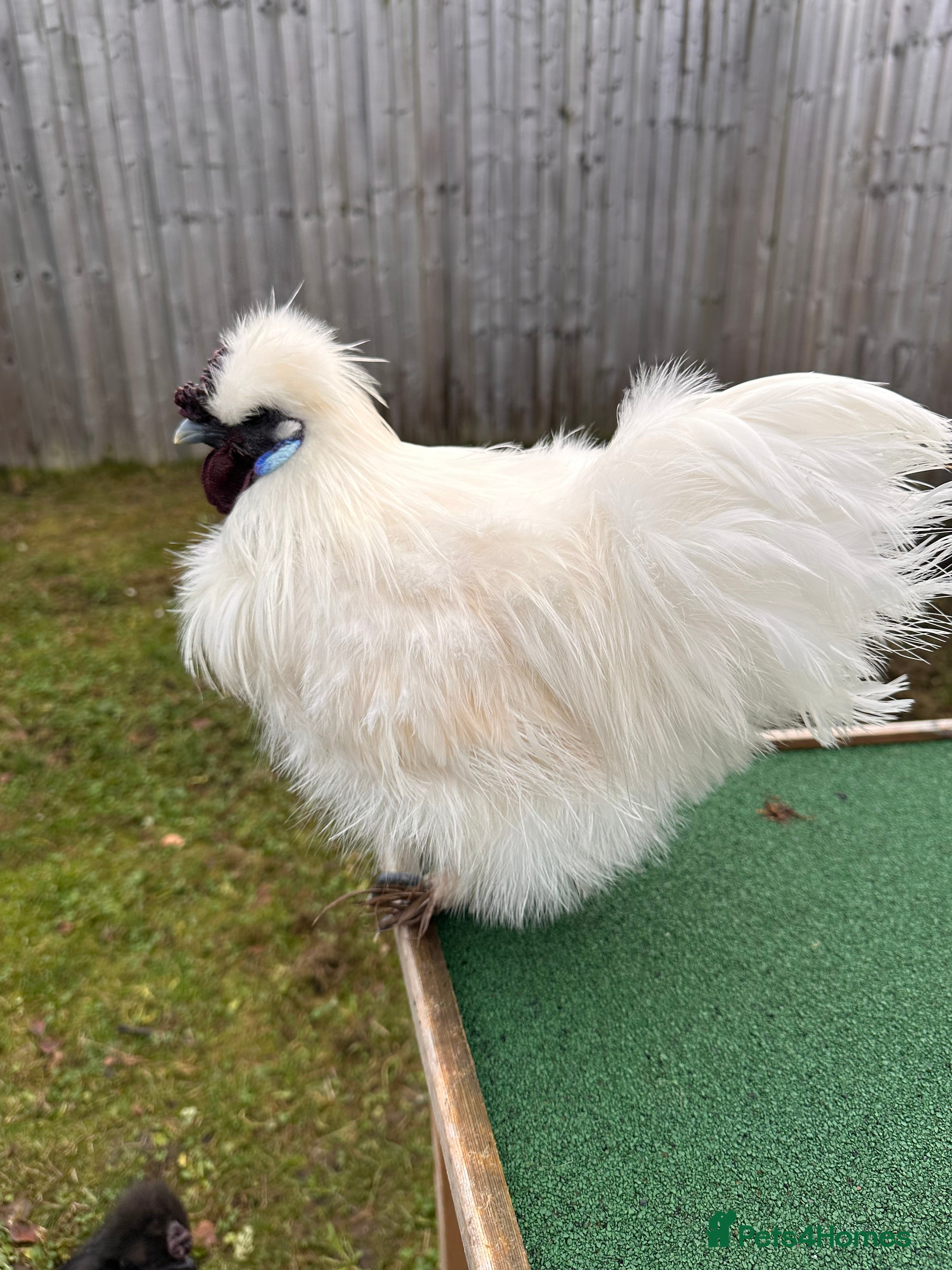 Chickens poultry Silkie Roosters  - Advert 1