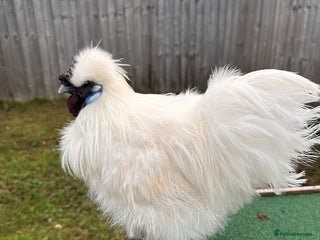 Chickens poultry Silkie Roosters - Advert 1