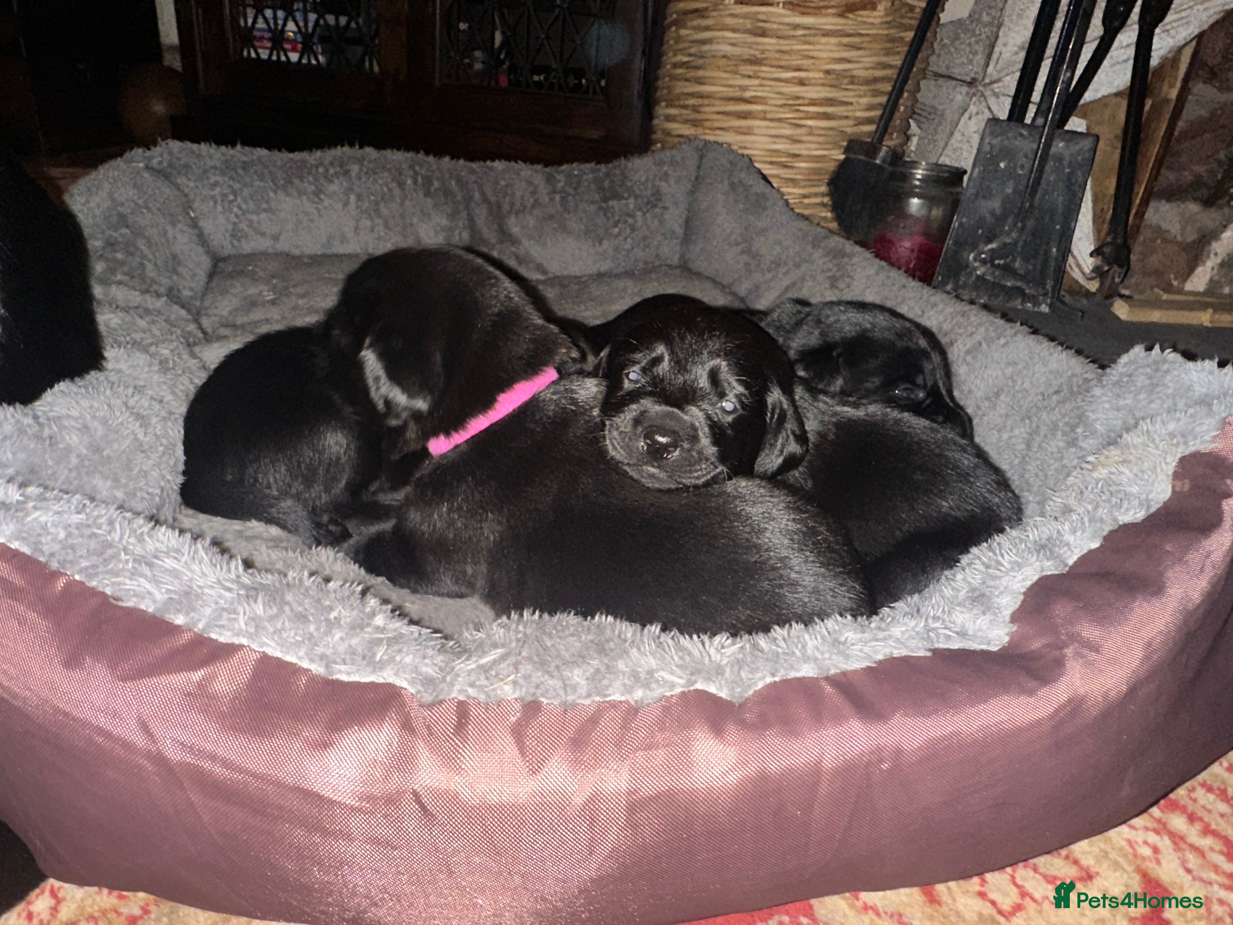 Labrador Retriever dogs Beautiful kc reg black labradors - Advert 12