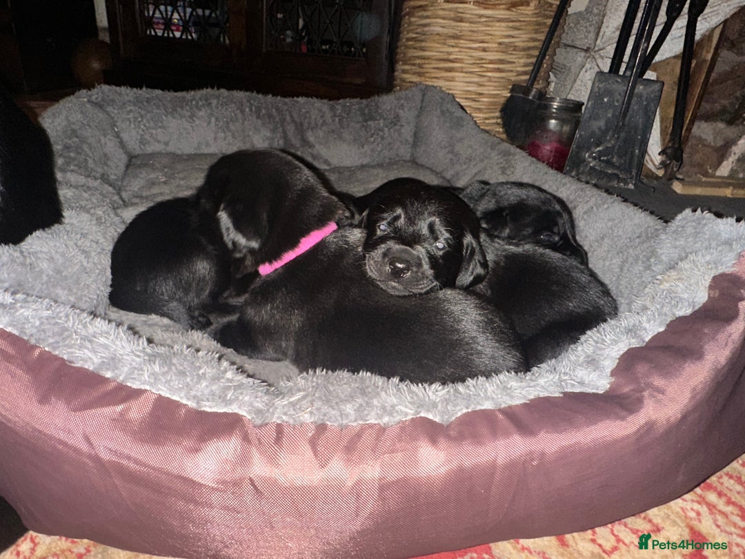 Labrador Retriever dogs for sale: Beautiful kc reg black labradors - Advert 2