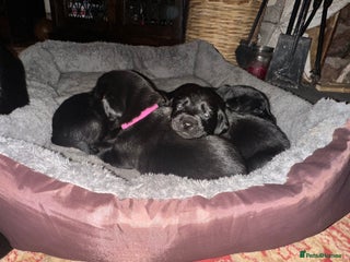Labrador Retriever dogs Beautiful kc reg black labradors - Advert 12