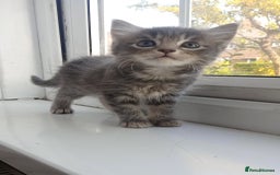 Mixed Breed cats for sale: Maine Coon and Bengal mixed breed kittens  - Image 6