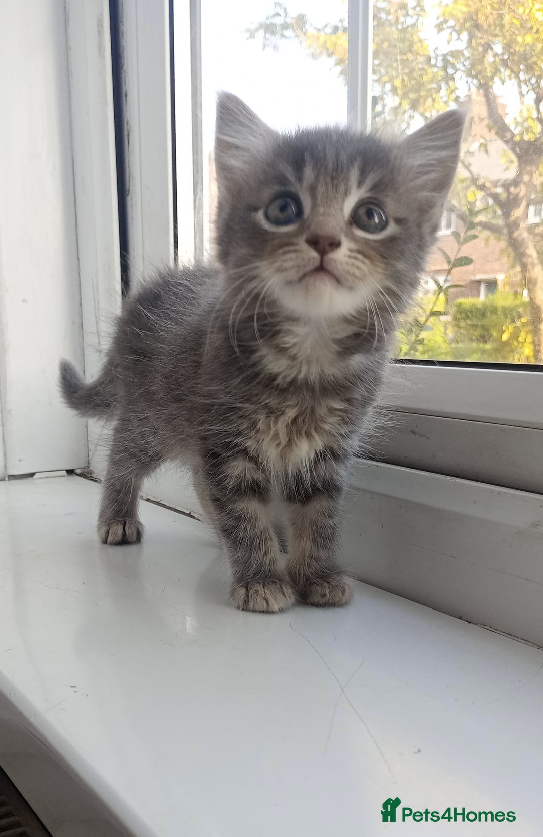 Mixed Breed cats for sale: Maine Coon and Bengal mixed breed kittens  - Image 6