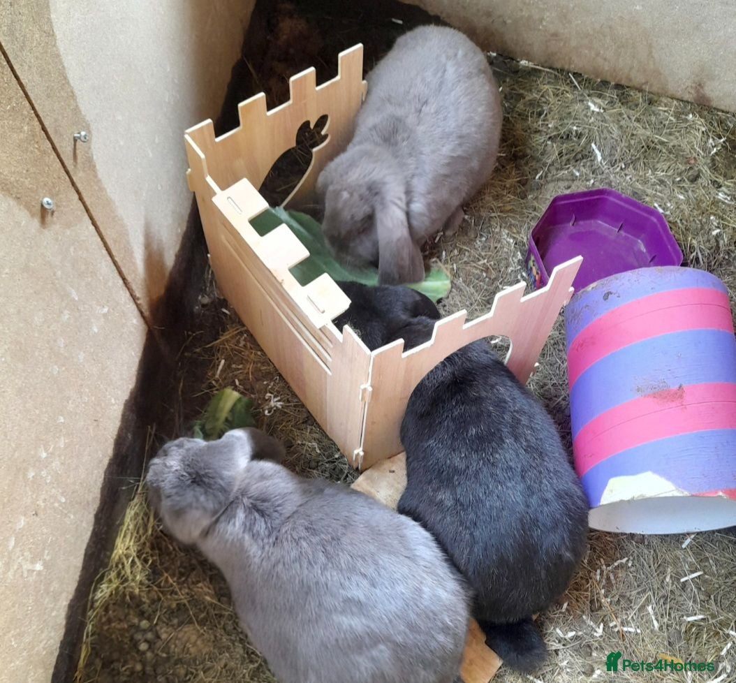 French Lop rabbits 3 giant french lop girls - Advert 2