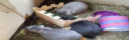 French Lop rabbits for sale: 3 giant french lop girls - Advert 1