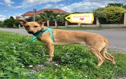 Mixed Breed dogs for adoption: 💖🐶 KURKUMA -1.5-year-old girl, medium-sized🐶💖 - Image 1
