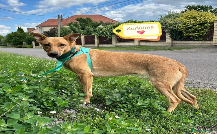 Mixed Breed dogs - Advert 1
