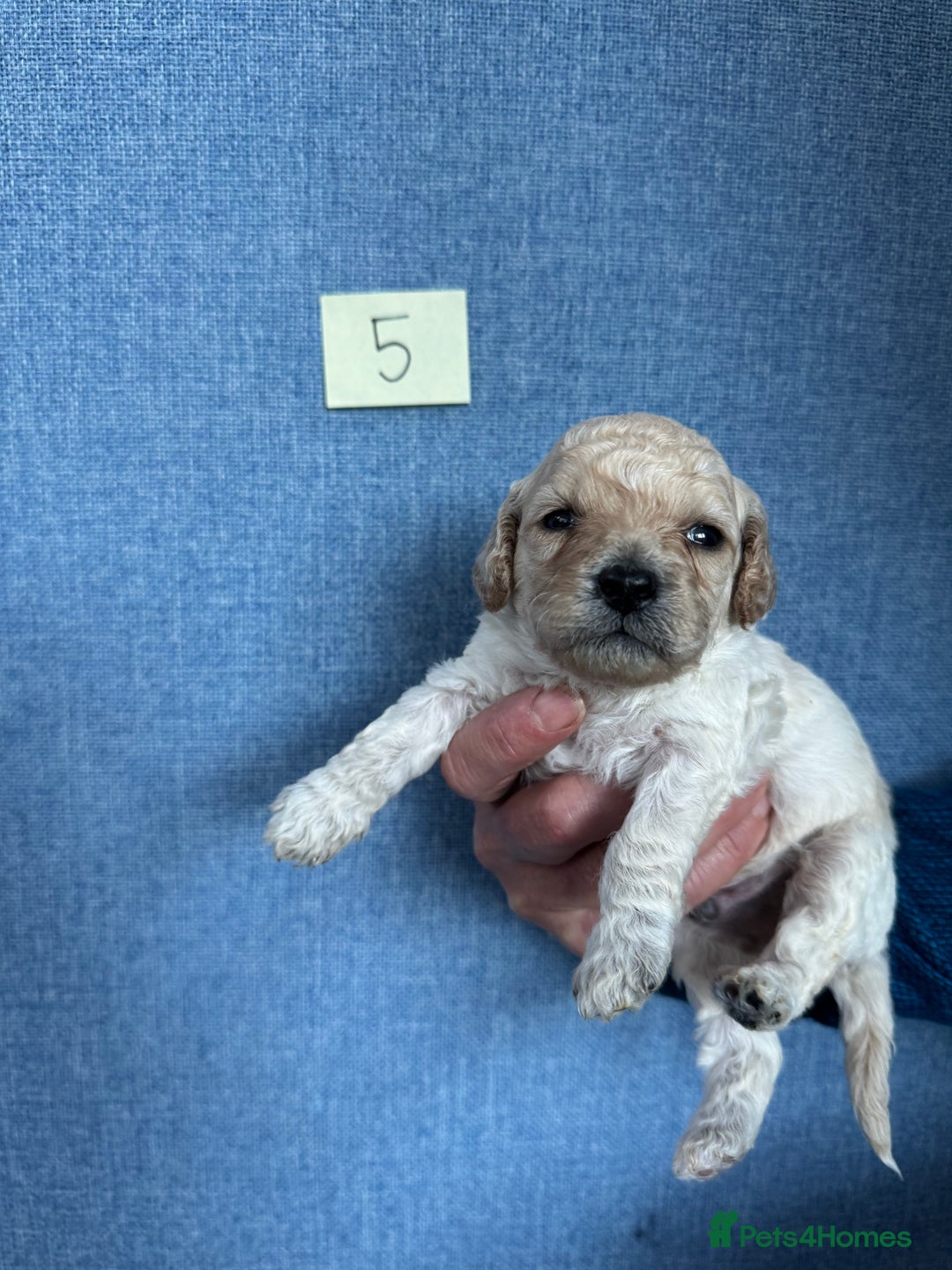 Cavachon dogs for sale: Cavapoochon puppies for sale - Advert 13