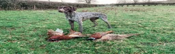 German Shorthaired Pointer dogs for sale: GSP KC Registered Puppies due April 2026 in Craven Arms - Advert 5
