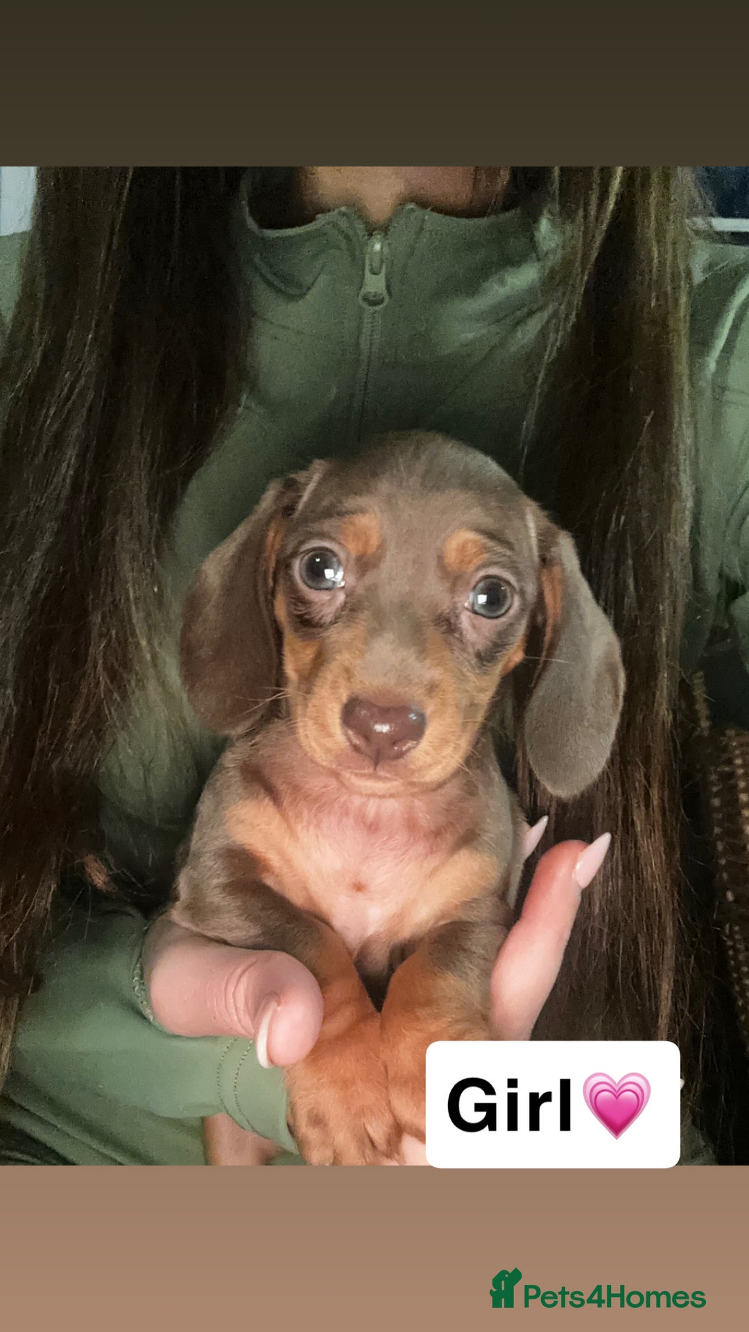 Dachshund dogs for sale: 7 beautiful dashound puppys - Advert 17