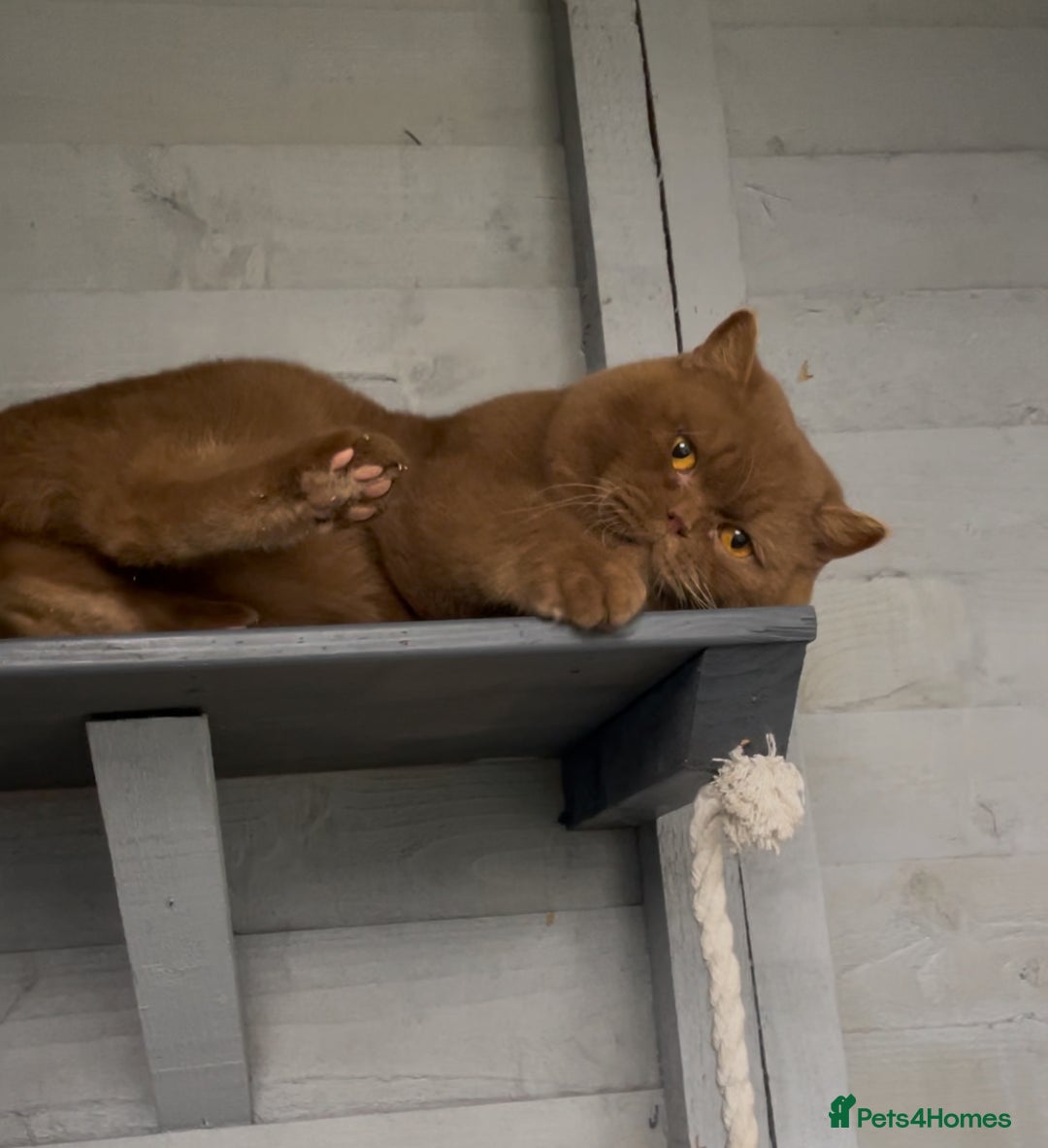 British Shorthair cats for stud: 🐻 RARE CINNAMON GCCF TICA STUD CARRYING CHOCO  in Derby - Image 7