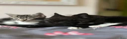 Mixed Breed cats for sale: 🐱 Adorable Kittens Looking for Loving Homes! 🏡❤️ - Advert 25