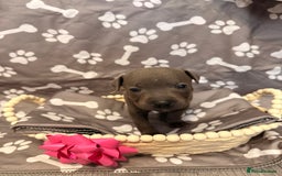 Staffordshire Bull Terrier dogs for sale: 🐾Beautiful chunky Staffies 🐾 - Image 18