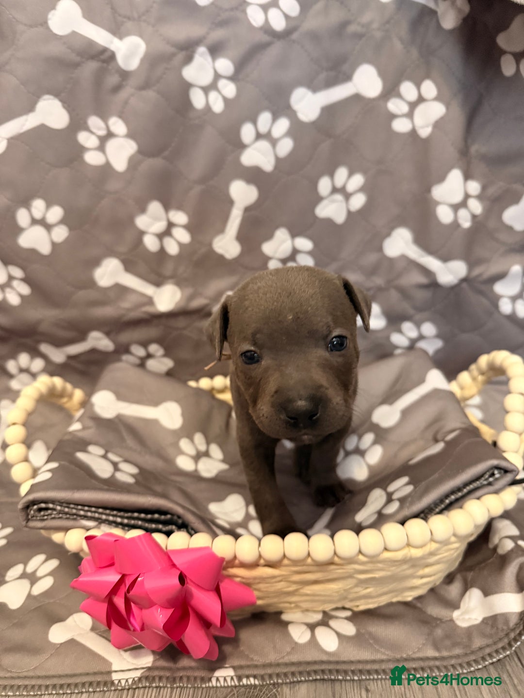 Staffordshire Bull Terrier dogs for sale: 🐾Beautiful chunky Staffies 🐾 - Image 18