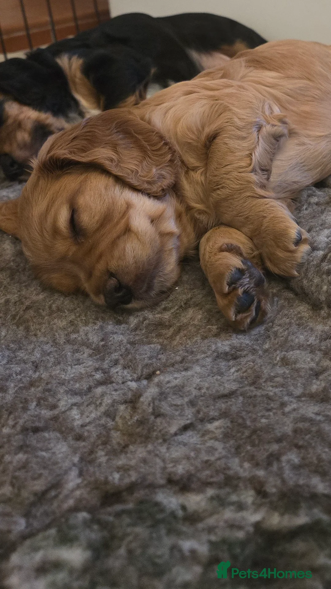 Cocker Spaniel dogs for sale: Working Cocker Spaniel Puppies, Black and Tan, Red - Advert 2