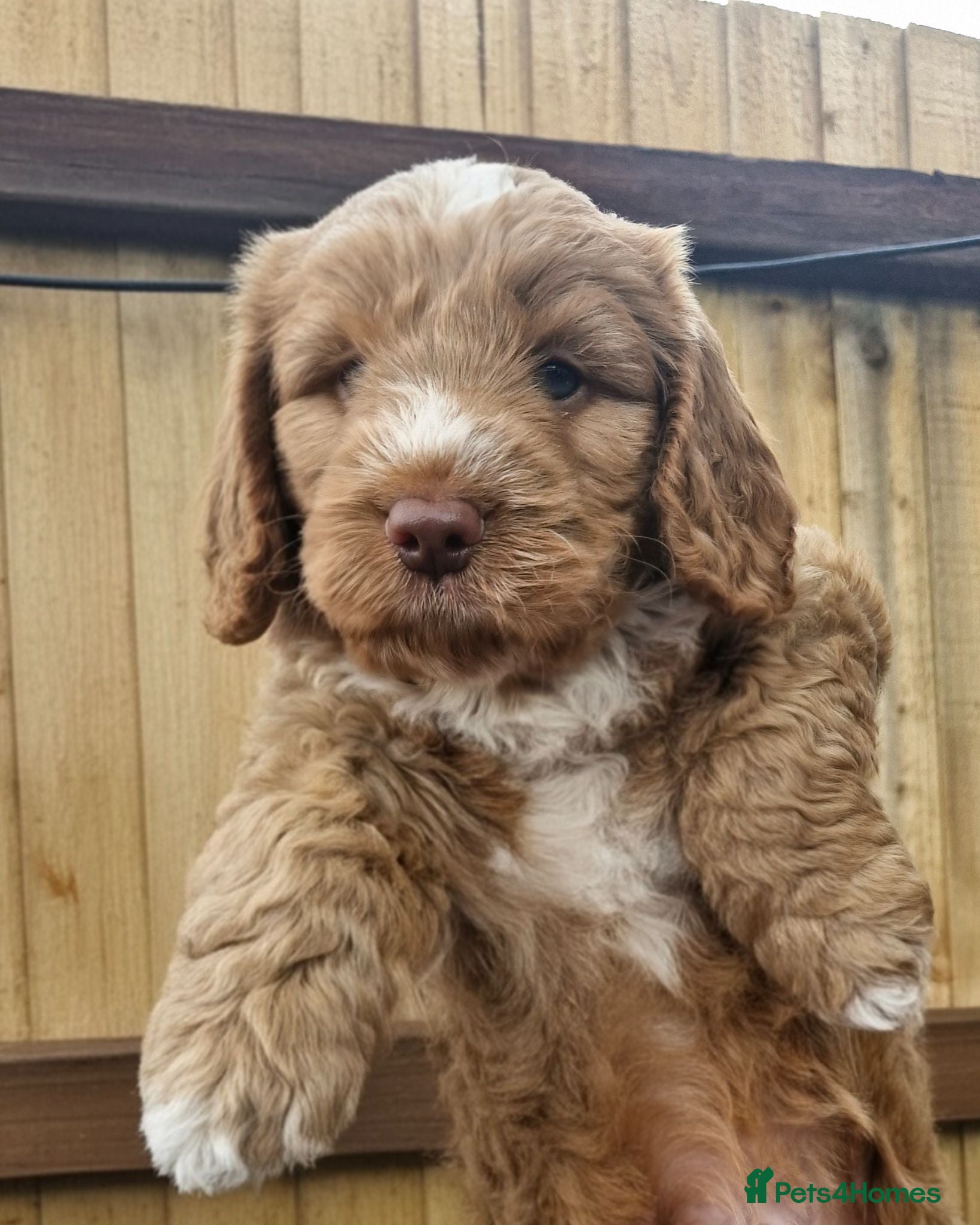Cockapoo dogs Beautiful Cockapoo Puppies - Advert 1