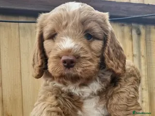 Cockapoo dogs Beautiful Cockapoo Puppies - Advert 1