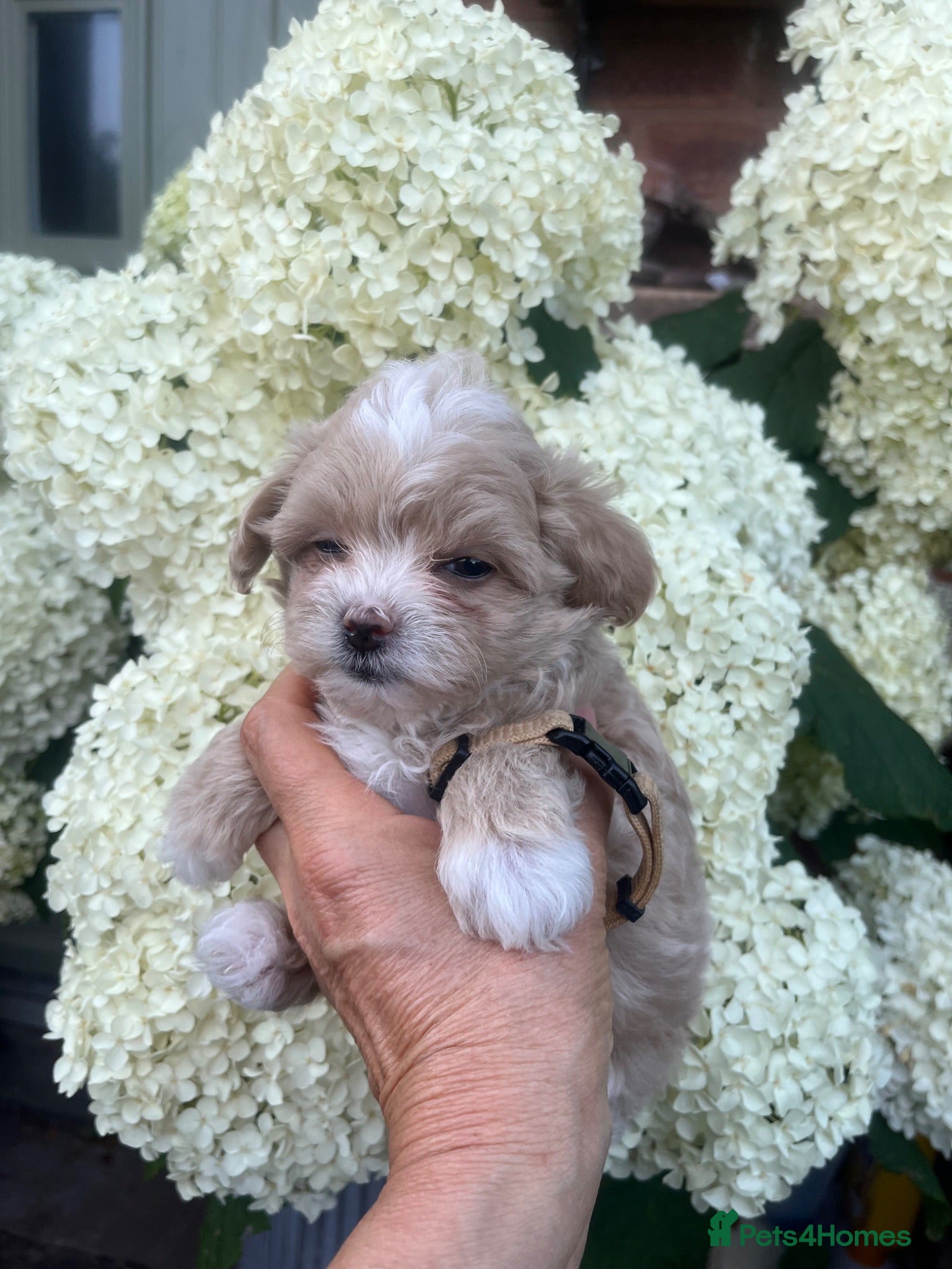 Maltipoo dogs Tiny small f1 Maltipoos  - Advert 2