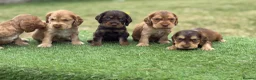 Cocker Spaniel dogs for sale: ⭐️stunning show type cocker spaniel puppies⭐️ - Advert 10