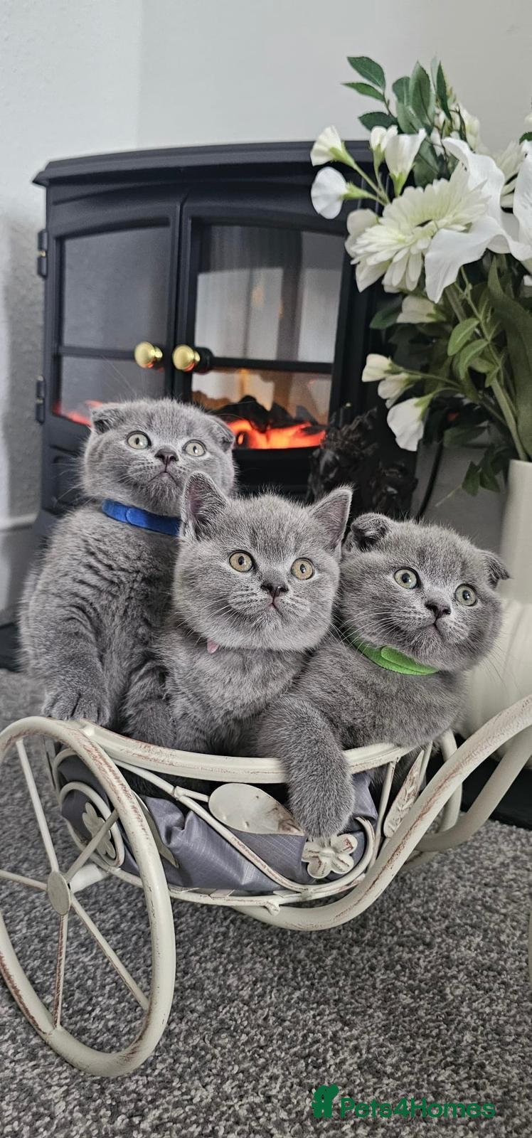 Scottish Fold cats 3 Beautiful Scottish Fold And Straight Ear Kittens - Advert 2