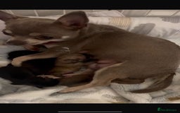 Pomchi dogs for sale: 5 beautiful xs pomchi (open to offers) - Image 14