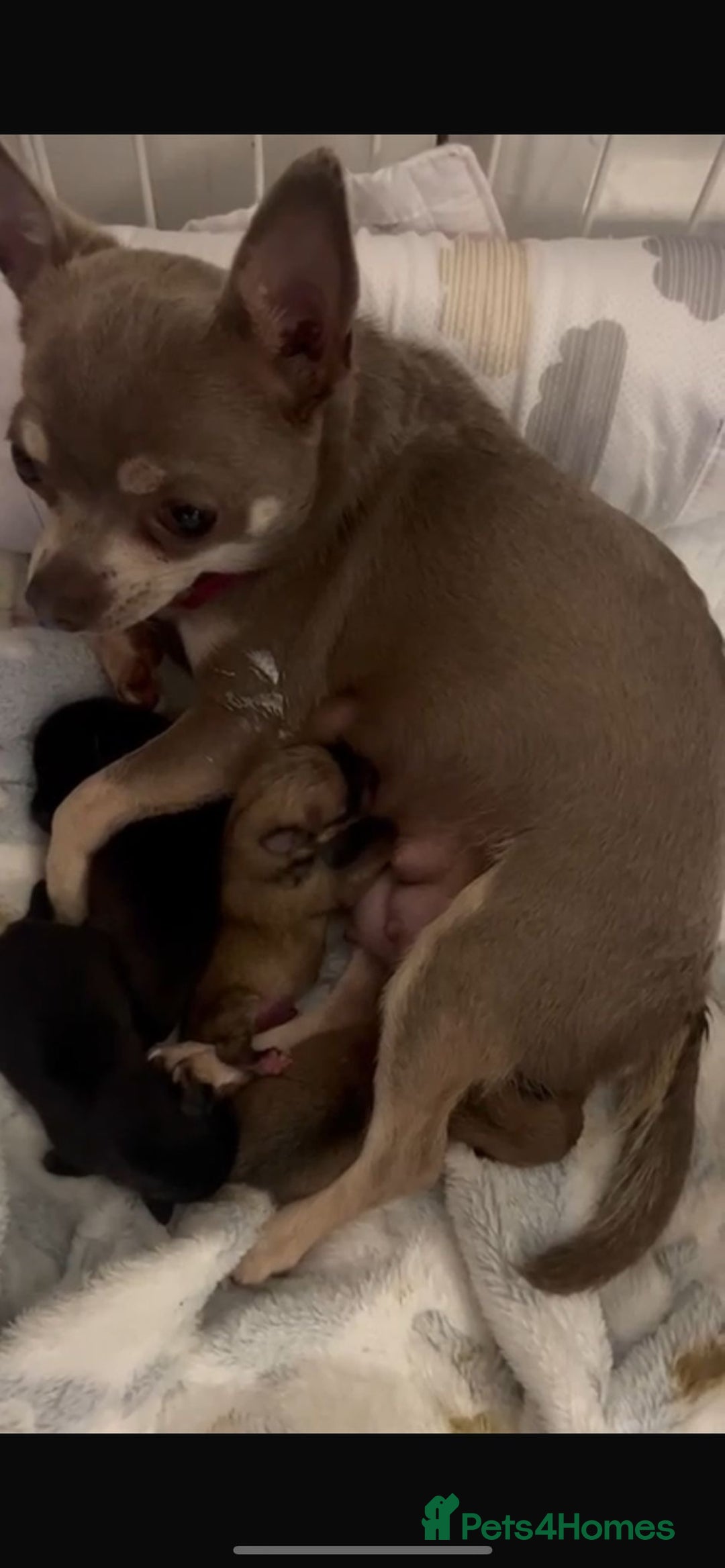 Pomchi dogs for sale: 5 beautiful xs pomchi (open to offers) - Image 14